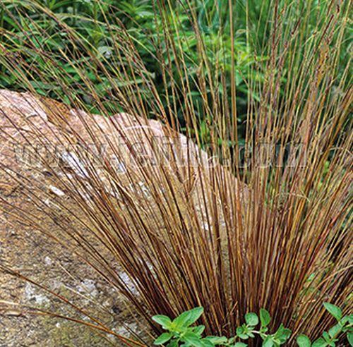 Carex buchananii (Firefox)