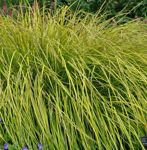 Carex elata 'Aurea' (Bowles Golden)