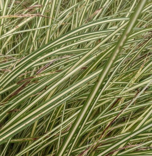 Carex oshimensis 'Evergold'