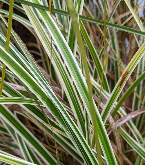 Carex oshimensis 'Everglow'
