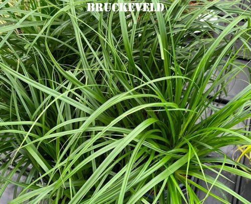 Carex oshimensis 'Evergreen'