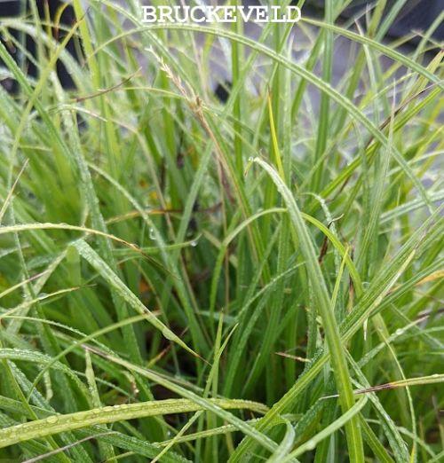 Carex flacca