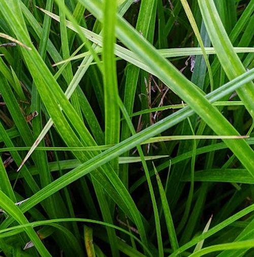 Carex oshimensis 'Greenwell'