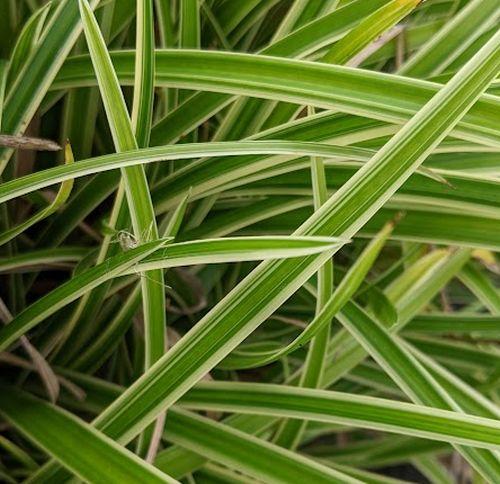 Carex morrowii 'Ice Dance'