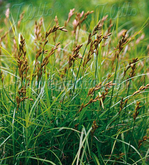 Carex muskingumensis