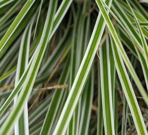 Carex oshimensis EVEREST®  (= 'Fiwhite'  PBR )