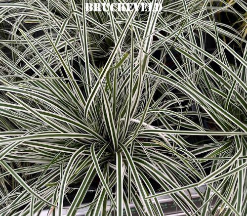 Carex oshimensis EVEREST®  (= 'Fiwhite'  PBR )