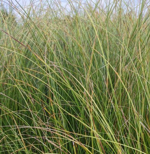 Carex  'Phoenix Green' (flagelifera Kiwi')