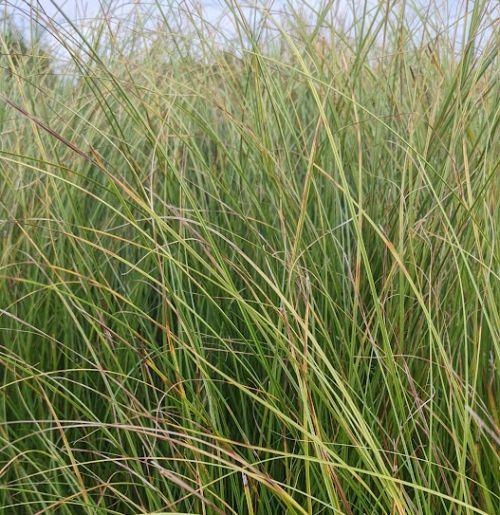 Carex 'Phoenix Green'