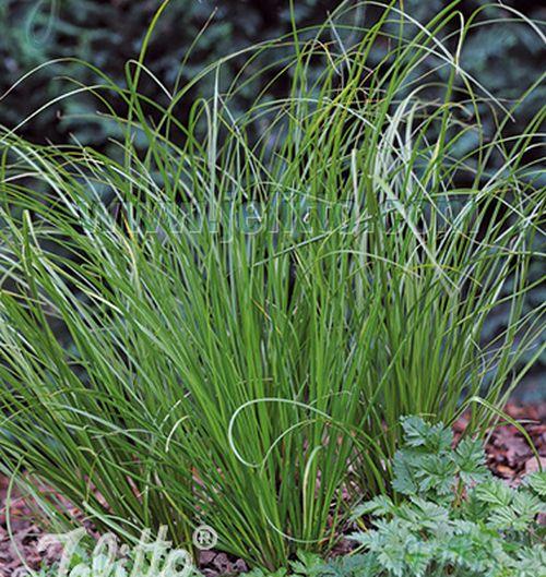 Carex 'Phoenix Green'