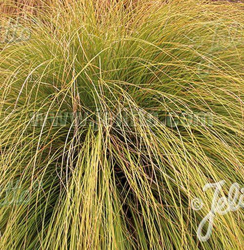 Carex  'Phoenix Green' (flagelifera Kiwi')