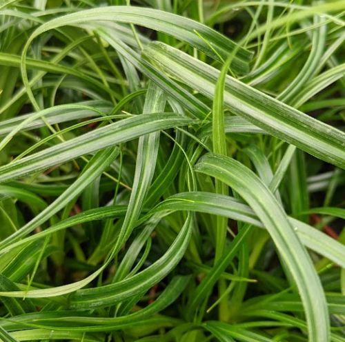 Carex oshimensis 'Ribbon Falls' ®