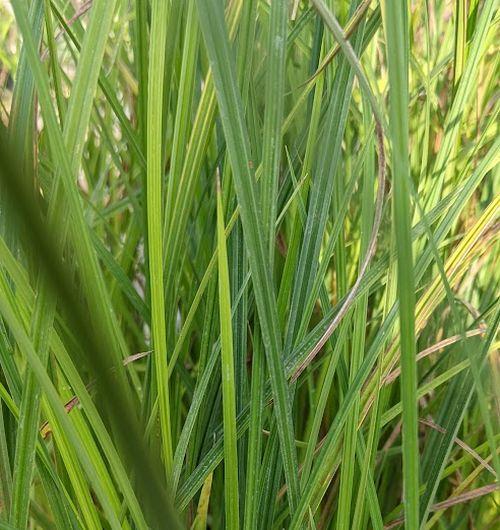 Carex riparia