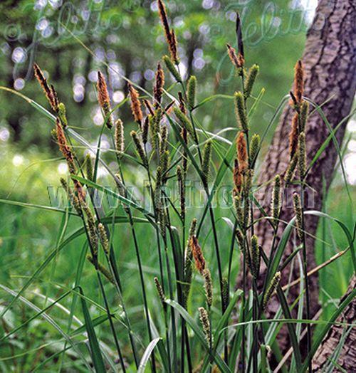 Carex riparia