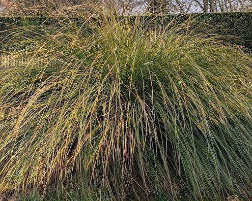 Carex secta