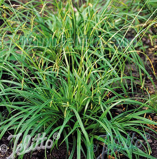 Carex sylvatica