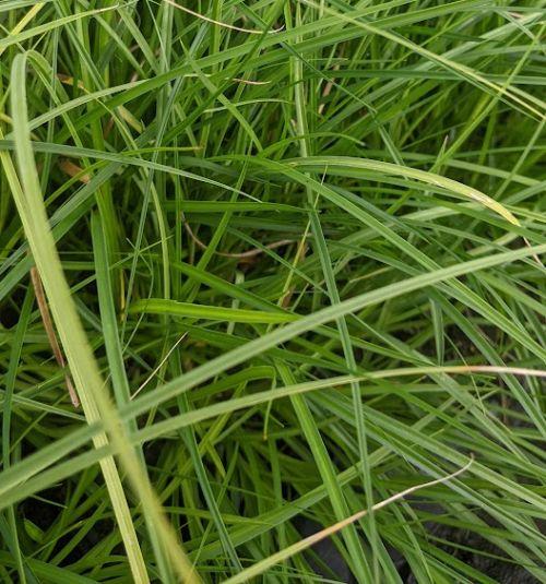 Carex divulsa (tumulicola)