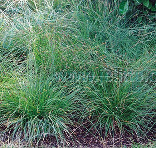 Carex divulsa (tumulicola)