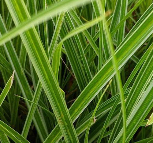 Carex morrowii 'Variegata'