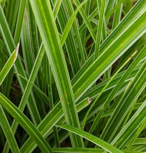 Carex morrowii 'Variegata'