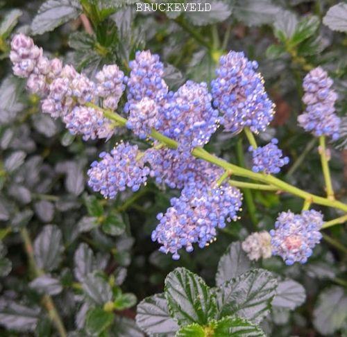 Ceanothus thy. 'Repens'