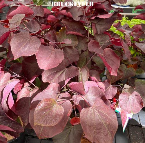 Cercis can.' Forest Pancy'