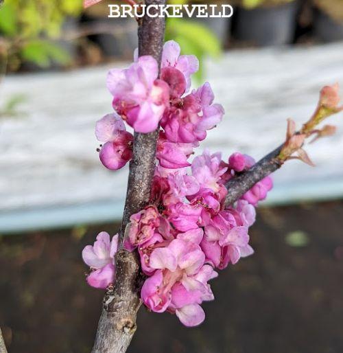 Cercis can. 'Litwo'® (Little Woody)