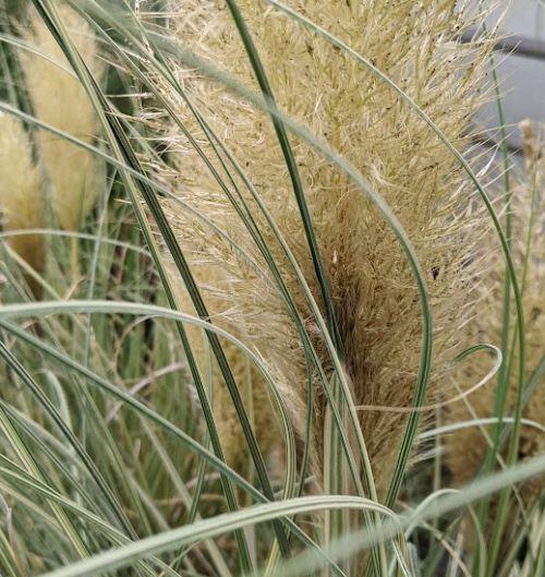 Cortaderia selloana 'Golden Globin '