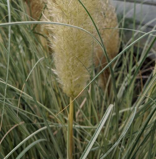 Cortaderia selloana 'Golden Globin '