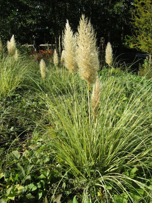 Cortaderia selloana 'Golden Globin '