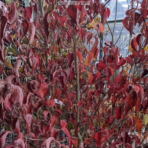 Cornus kousa  chinensis