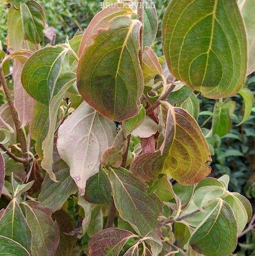 Cornus kousa  chinensis