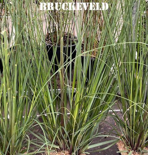 Cortaderia selloana 'Evita '