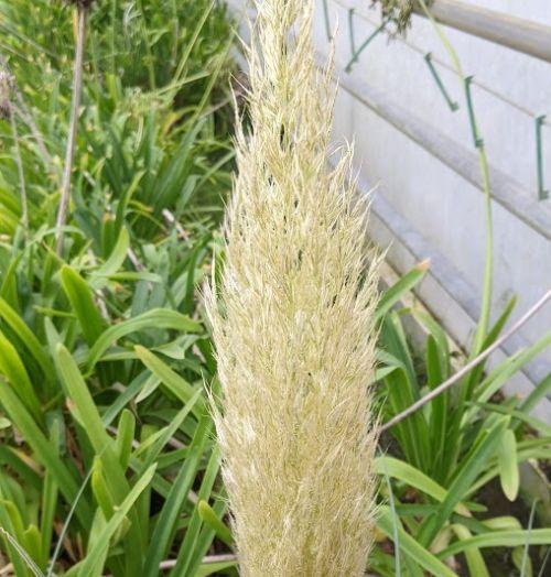 Cortaderia selloana 'Evita '