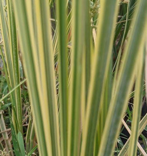 Cortaderia selloana 'Mini Gold  Pampas'