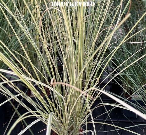 Cortaderia selloana 'Mini Gold  Pampas'