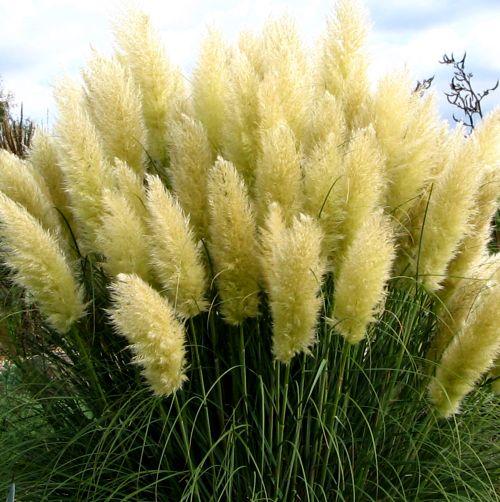 Cortaderia selloana 'Pumila '