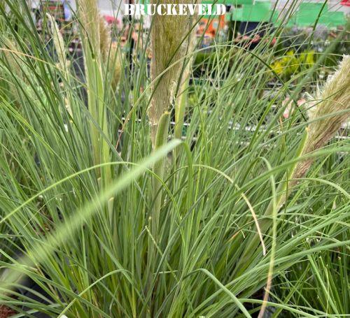 Cortaderia selloana 'Pumila '