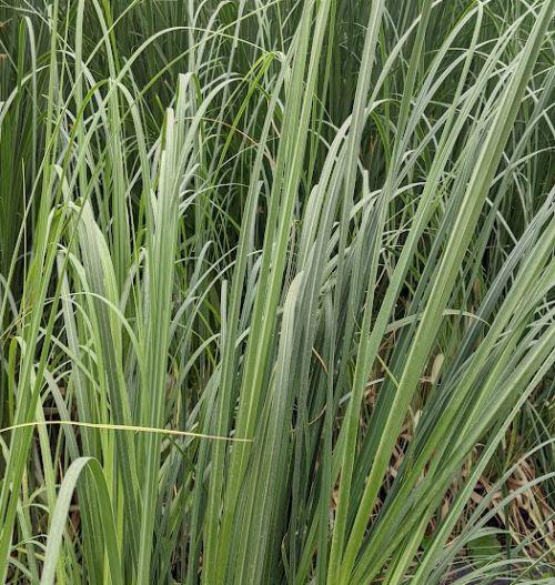 Cortaderia selloana 'Rosea'