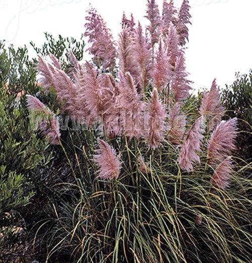 Cortaderia selloana 'Rosea'