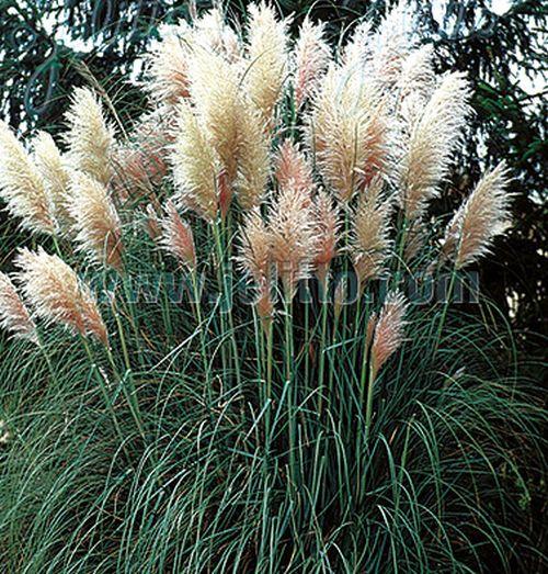 Cortaderia selloana