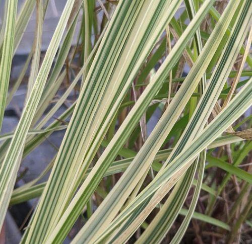 Cortaderia selloana 'Splendid Star'