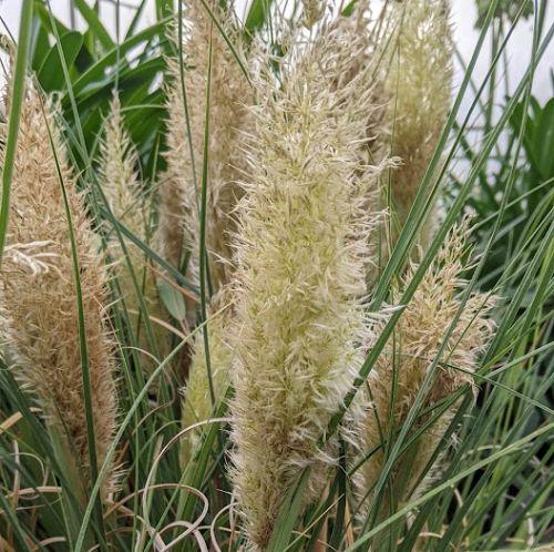 Cortaderia selloana 'Tiny Pampas'