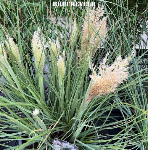 Cortaderia selloana 'Tiny Pampas'