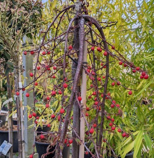 Cotoneaster dammeri  halfstam