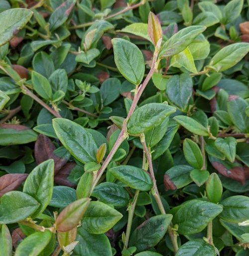 Cotoneaster dammeri 'Major'