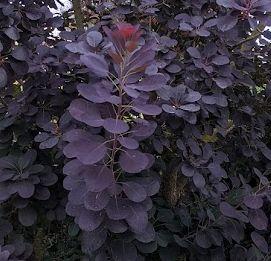 Cotinus cog. 'Royal Purple'