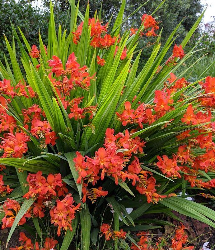 Crocosmia 'Limpopo'