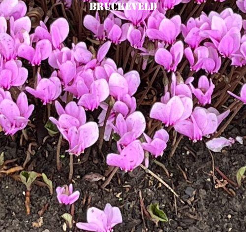 Cyclamen hederifolium