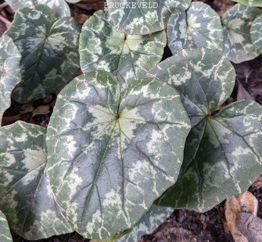 Cyclamen hederifolium